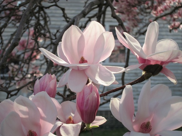 2012-03-20_Magnolia_029_-_Copy.JPG