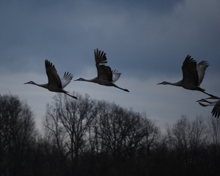 2013-03-01_Deer_Ridge_Retreat_sand_hill_cranes_101_-_Copy_-_Copy.JPG