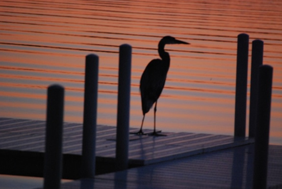 Heron on Pier