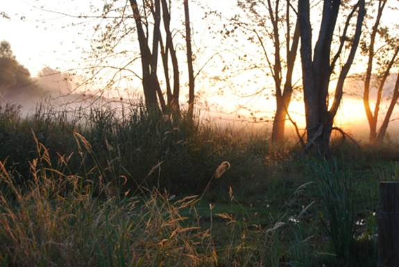 Wild Grasses