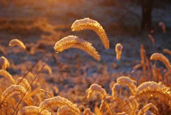 Seasons at Mahseh